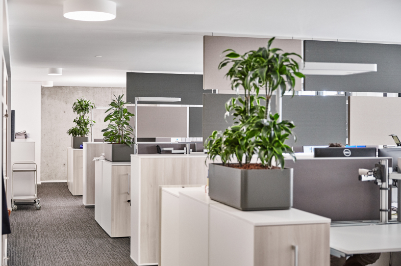 Ein modernes Büro mit weißen Schreibtischen, grauen Trennwänden und grünen Pflanzen in Töpfen.